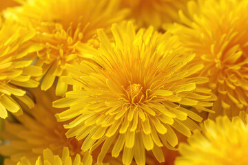 Vibrant yellow dandelions captured in exquisite detail, heralding the arrival of spring