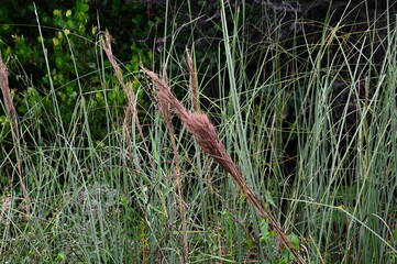 Plant in Everglades National Park, Florida