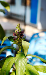 Bouquet of flowers is magenta with green leaves on a blurred background.