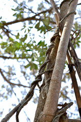 Tinospora cordifolia grows wrapped around a large tree on a blurred background.