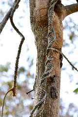 Tinospora cordifolia grows wrapped around a large tree on a blurred background.