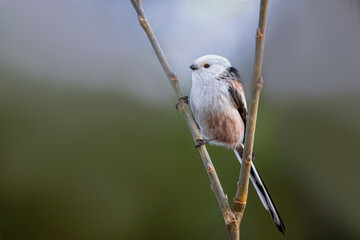 Long-tailed Tit (Aegithalos caudatus) sits on the thin branch. Close-up Long-tailed bushtit with green-grey background. Black and white plumage bird with a long narrow tail. 