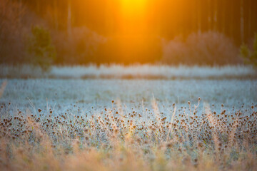 Beautiful winter sunrise scenery of frozen grass with ice crystals. Colorful seasonal scene of...