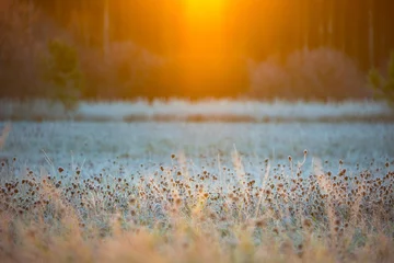 Papier Peint photo Europe du nord Beautiful winter sunrise scenery of frozen grass with ice crystals. Colorful seasonal scene of early winter in Northern Europe.