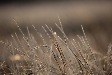 Fototapeta premium Beautiful winter sunrise scenery of frozen grass with ice crystals. Colorful seasonal scene of early winter in Northern Europe.