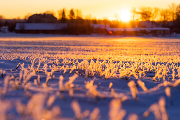 Beautiful winter sunrise scenery of frozen grass with ice crystals. Colorful seasonal scene of...