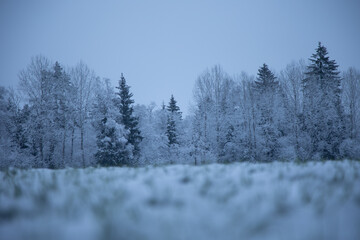 A beautiful snowy forest ner the field in overcast day. Winter landscape of Northern Europe.