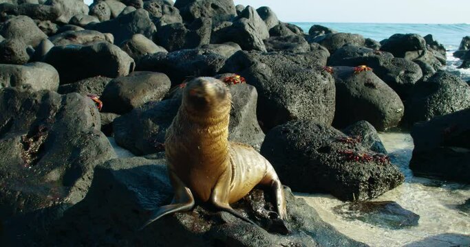 Close look at the Gal&aacute;pagos sea lion shaking its wet body to dry.