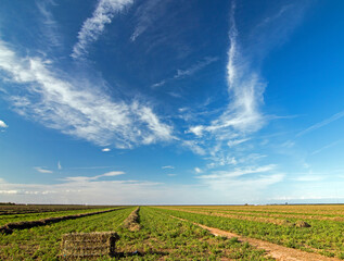 Cut raked and partially baled alfalfa field under cirrus clouds in the Central Valley of California just outside of Bakersfield California United States