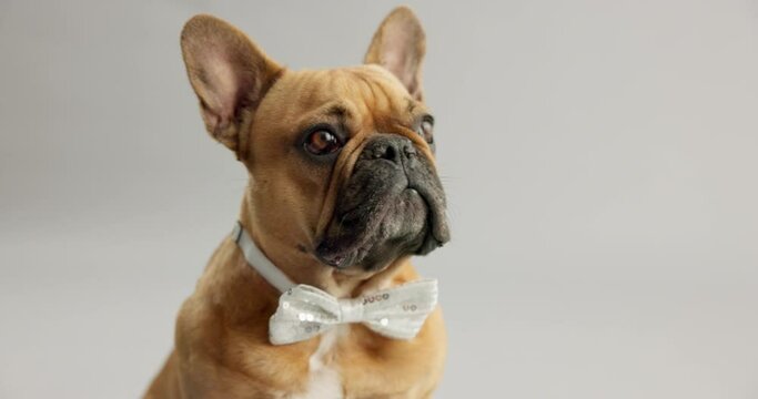 French, bulldog and face in studio with bowtie for pet fashion or clothing, adorable and stylish for adoption. Puppy or animal, cute and isolated on white background with mockup space and formal