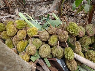 Fototapeta premium durian under the tree