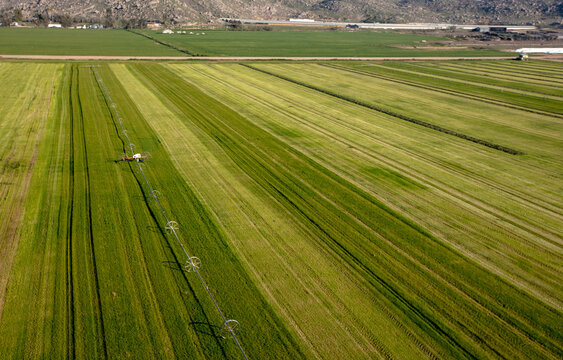 Rows of cut and raked alfalfa field seen from aerial viewpoint in Menifee southern California United States