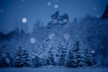 A beautiful forest landscape with falling snowflakes. Overcast winter day with snowy woodlands of Northern Europe.