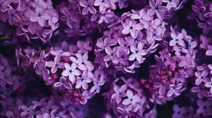 Close up shot of a bunch of purple flowers. Perfect for floral backgrounds