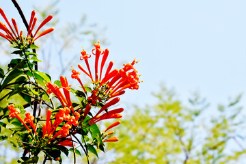 Glorious orange trumpet flowers, with green leaves on a blurred background in the park.