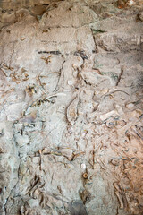 Fossils at Dinosaur National Monument