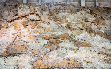 Fossils at Dinosaur National Monument