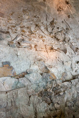 Fossils at Dinosaur National Monument