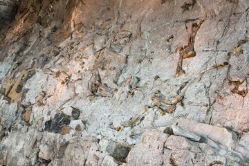 Fossils at Dinosaur National Monument