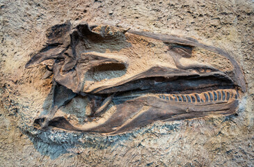 Fossils at Dinosaur National Monument © Zack Frank
