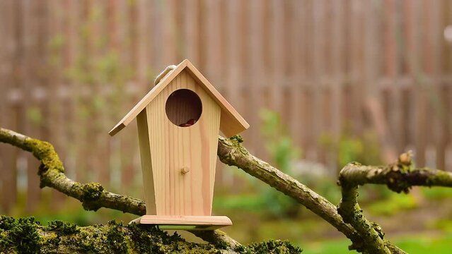 Great tit hops on branch and jumps on bird feeder house to peck food