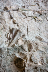 Naklejka premium Fossils at Dinosaur National Monument