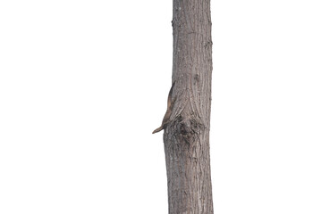 Monitor lizard climbing on a large tree on a white background. - 755403424