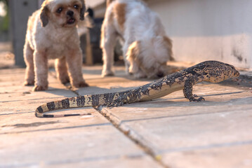 Two dogs are about to attack a monitor lizard - 755403462