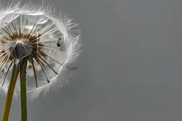  abstract close up of dandelion in white and gray, horizontal wallpaper with large copy space for text. Condolence, grieving card, loss, funerals, support. Generative AI © Burhan