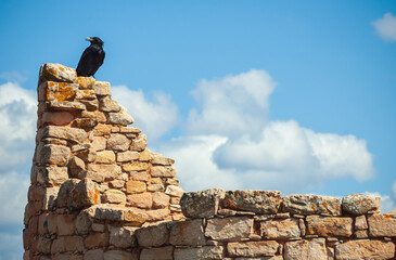 A Raven Atop the Ruins at Hovenweep National Monument