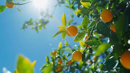 Time-lapse imagery of fruit growth from blossom to ripe fruit