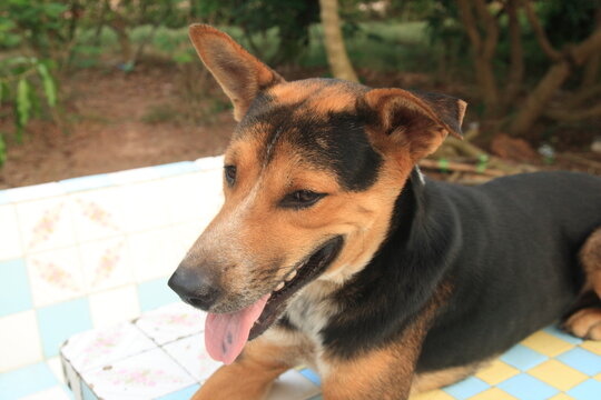 Black, brown and white color dog sleeps on cement table in countryside home