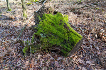 Mossy cut tree trunk in the forest. Autumn.
