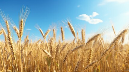Fototapeta premium Golden grass hills blowing in the wind against the clear sky. 