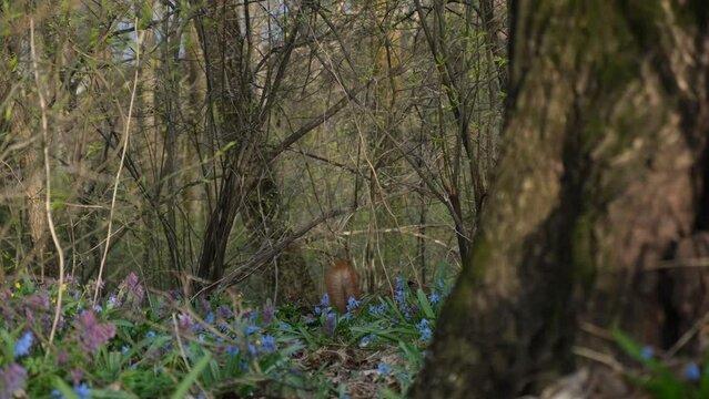 Squirrel spring forest. A funny wild animal hides nuts among the flowers. A unique frame in nature. A funny animal among the spring primroses in the forest. A small red squirrel with a fluffy tail