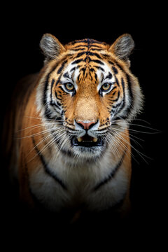 Close adult tiger portrait. Animal on dark background