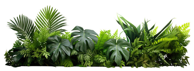Lush green tropical plants including fern and monstera leaves, cut out