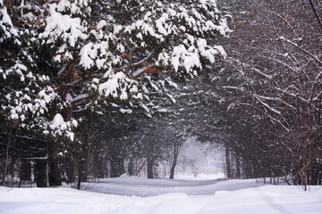 path in a snow-covered park between trees under heavy snowfall