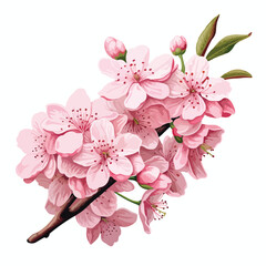 A cluster of cherry blossoms