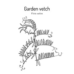 Garden vetch, or tare (Vicia sativa), medicinal plant.