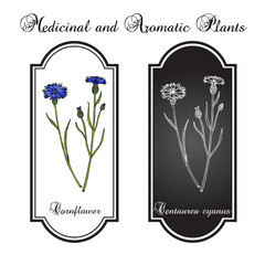 Cornflower (Centaurea cyanus), medicinal and honey plant. - obrazy, fototapety, plakaty