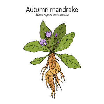 Autumn mandrake (Mandragora autumnalis), medicinal plant