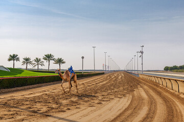 racing camel with robot jockeys, Dubai, United Arab Emirates