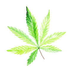 Green cannabis indica leaf painted in watercolor. Hand drawn marijuana illustration isolated on white background - 755414497