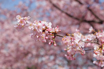 春に綺麗に咲き誇る寒桜　満開