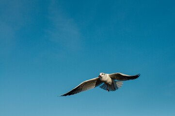 A single seagull takes center stage against a backdrop of pure, vibrant blue sky.