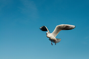 A single seagull takes center stage against a backdrop of pure, vibrant blue sky.