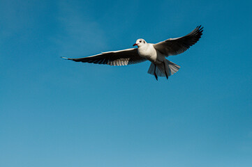 A single seagull takes center stage against a backdrop of pure, vibrant blue sky.