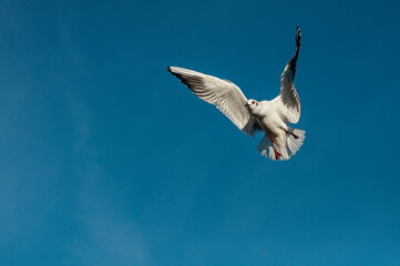 A single seagull takes center stage against a backdrop of pure, vibrant blue sky.