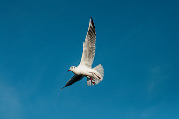 A single seagull takes center stage against a backdrop of pure, vibrant blue sky.